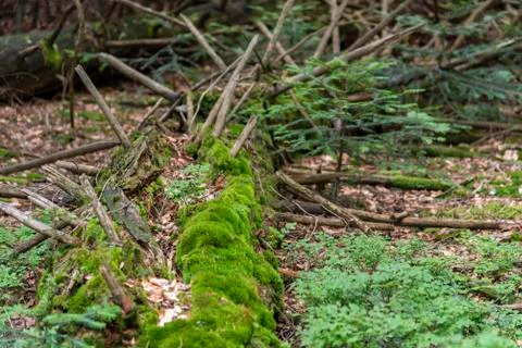Tree tower, Tree Top Walk, Bavarian Forest National Park, Neuschnau, Bavaria, Stock Photos