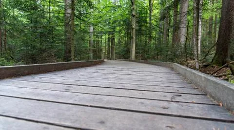 Tree tower, Tree Top Walk, Bavarian Forest National Park, Neuschnau, Bavaria, Foto stock