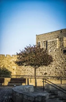 A Tree in the town of Jerusalem Stock Photos