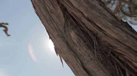 Tree, tracking shot, sun emerges with flare 動画素材 56326737