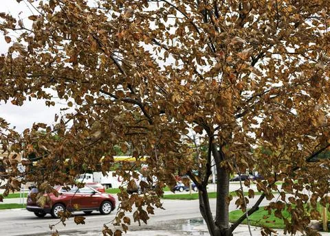 Tree in transition in the fall Stock Photos