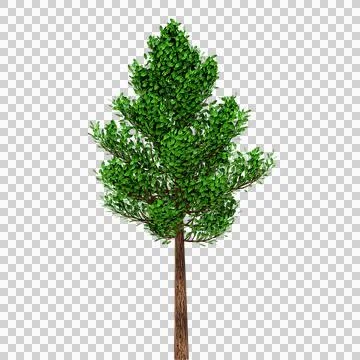 Tree transparent background 스톡 일러스트