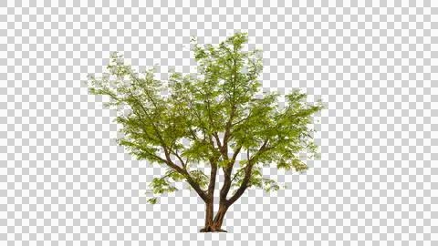 Tree on transparent background, real tree green leaf isolate die cut png fi.. Stock Illustration