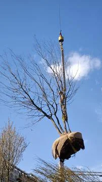 Tree transplantation process using industrial crane in city. Fotos Stock