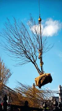Tree transplantation process using industrial crane in city. Stock Photos