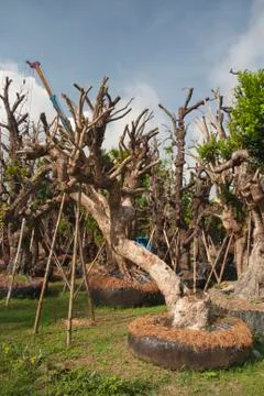 Tree for transplanting Stock Photos