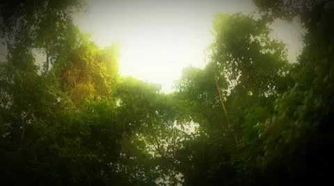 Tree travelling 02 Stock Footage 20584309