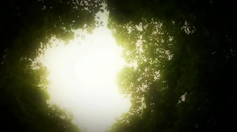 Tree travelling 03 Stock Footage 20590635