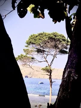 Tree in a tree frame Stock Photos