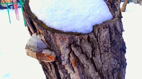 Tree with tree fungus in winter snow around Stock Footage 240401442