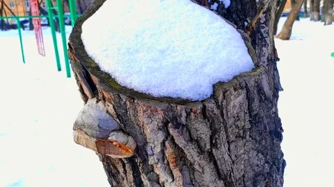 Tree with tree fungus in winter snow around Stock Footage 240401458
