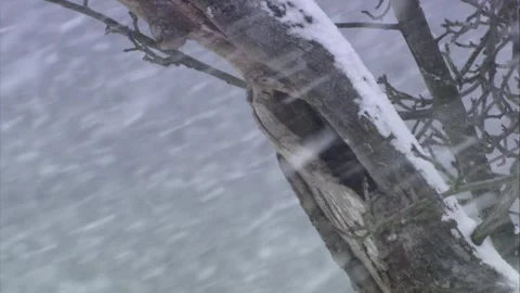 Tree with a tree hole in heavy snowfall Stock Footage 288959283