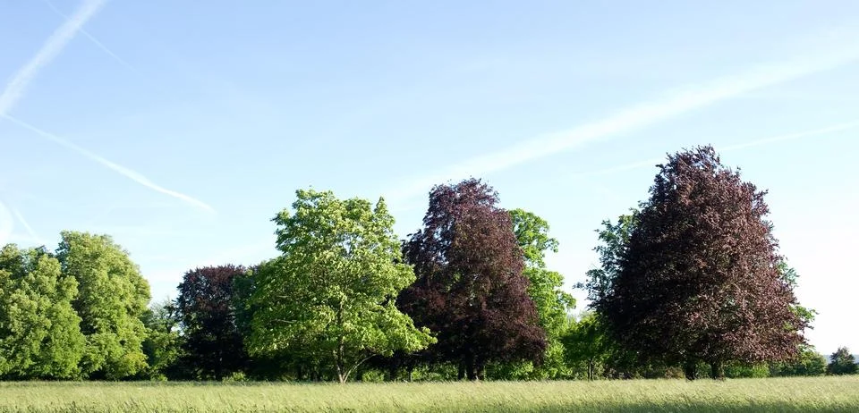 Tree by tree Stock Photos