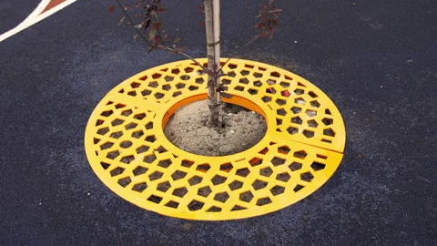 Tree trellises for trees on the street Stock Footage 245425420