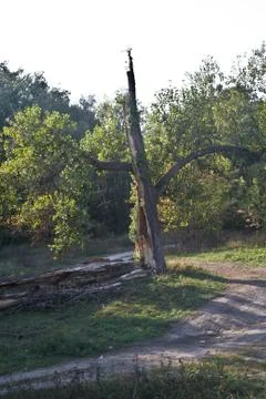 Tree trident. Stock Photos