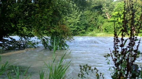 Tree tries to survive 2 스톡 동영상 40615285