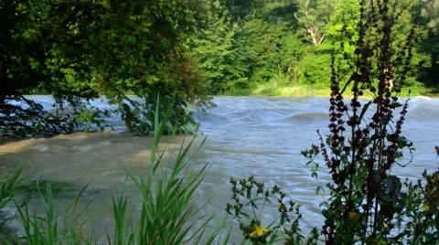 Tree tries to survive 3 스톡 동영상 40697826