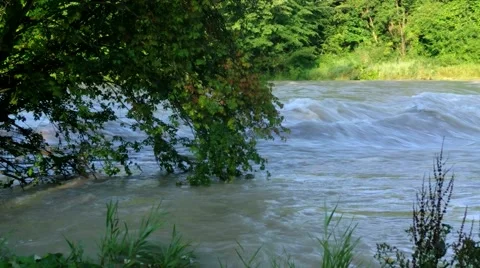 Tree tries to survive 스톡 동영상 40615640