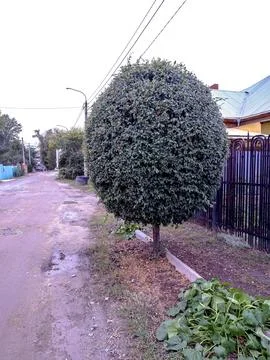 Tree trimmed in the shape of balloons Stock Photos