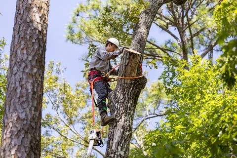 Tree Trimmer climbing tree to cut limbs Foto stock