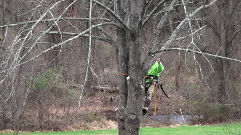 Tree trimmer climbs tree trunk with ropes. Chainsaw hangs from belt. Stock Footage 310309235