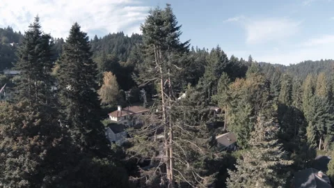 A tree trimmer hanging from a tall pine tree in a forest aerial drone shot Vidéo 153214964