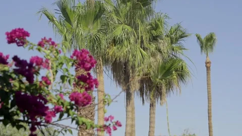Tree trimmer inside palm cutting leaves Stock Footage 310954809