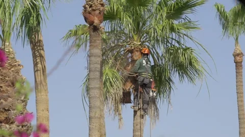 Tree trimmer removes old bark from palm Stock Footage 310954799