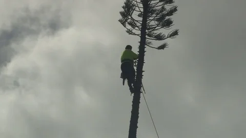 A tree trimmer on a tall conifer Stock Footage 82101013