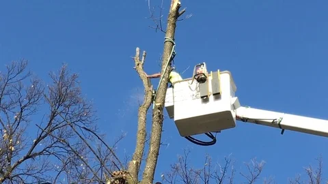 Tree Trimmer Topping Off Tree Vidéo 81374286