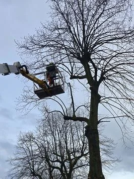 Tree trimmer working on a tree Foto stock