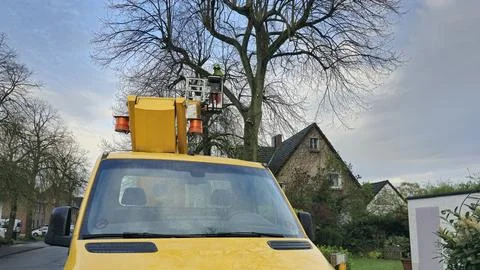 Tree trimmer working on a tree Foto stock