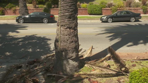 Tree trimmer works on a giant palm tree. Stock Footage 233051690