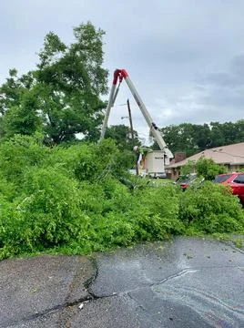 Tree trimmers and fallen tree Stock Photos