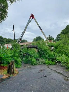 Tree trimmers and fallen tree Stock Photos