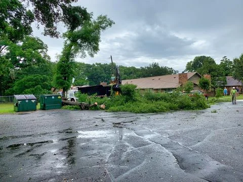 Tree trimmers cutting fallen tree Stock Photos