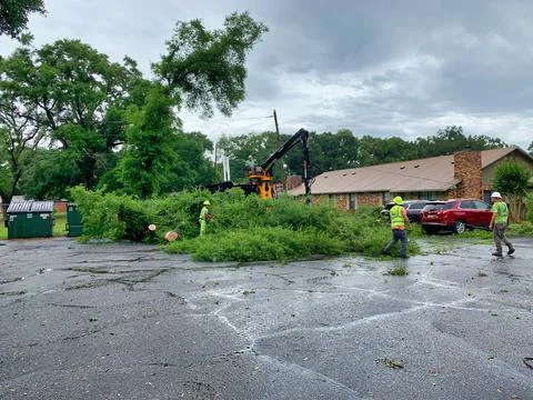 Tree trimmers cutting fallen tree Stock Photos