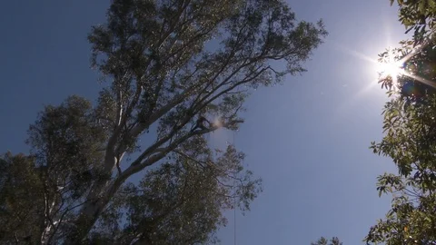 Tree trimmers work in tall trees Stock Footage 87051427