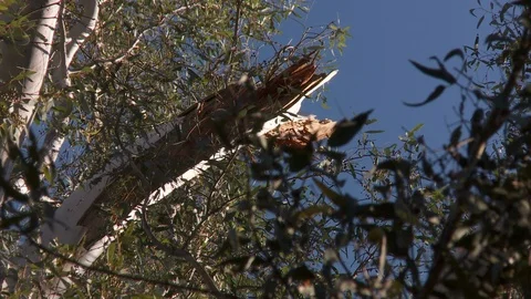 Tree trimmers work in tall trees Stock Footage 87052247