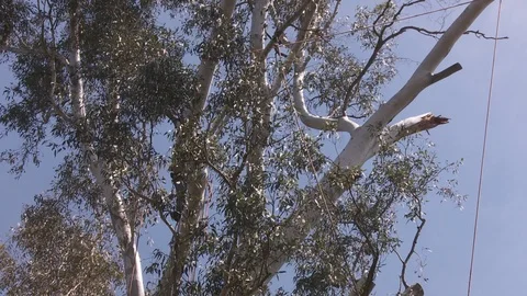 Tree trimmers work in tall trees Stock Footage 87053312