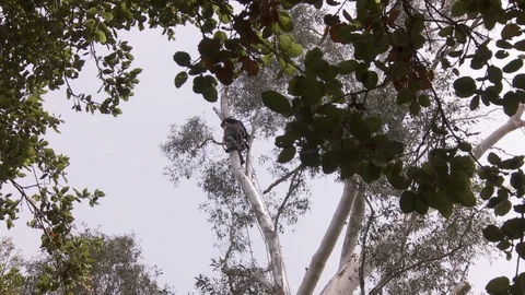 Tree trimmers work in tall trees Stock Footage 87076227