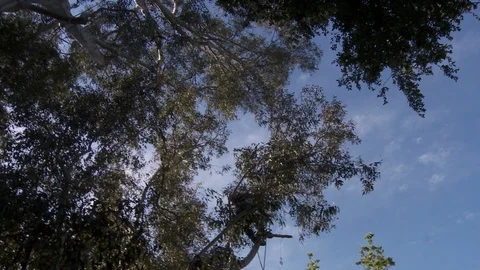 Tree trimmers work in tall trees Stock Footage 87076433