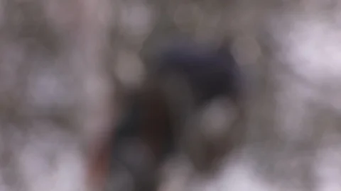 Tree trimmers work in tall trees Stock Footage 87077276