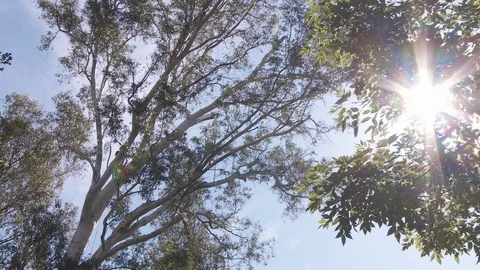 Tree trimmers work in tall trees Stock Footage 87078455