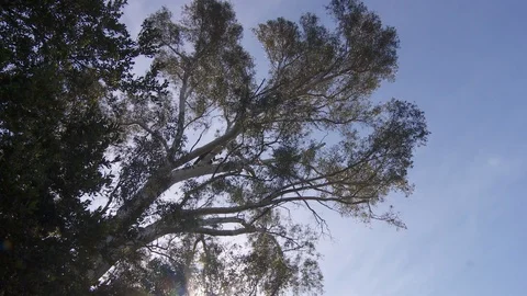 Tree trimmers work in tall trees Stock Footage 87078707