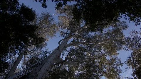 Tree trimmers work in tall trees Stock Footage 87078712