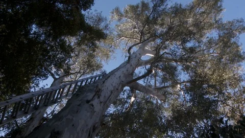 Tree trimmers work in tall trees Stock Footage 87078718