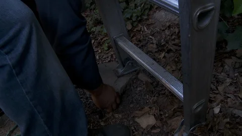 Tree trimmers work in tall trees Stock Footage 87079514