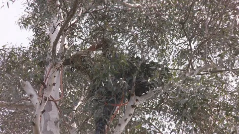 Tree trimmers work in tall trees Stock Footage 87079535