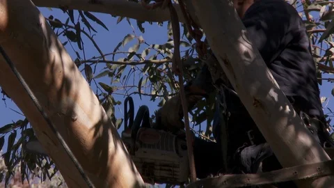 Tree trimmers work in tall trees Stock Footage 87089186